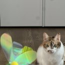 미식견의 주방 이미지