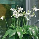 유카리스 이미지