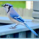 Blue jay (파랑어치) 이미지