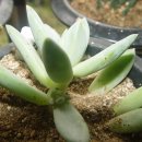 창포농장 이미지