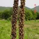 우담 이미지