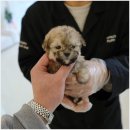 대구강아지분양 홍스퍼피 이미지