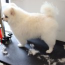 강아지 호텔 이미지