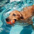 소노펫 스쿨 이미지