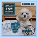 웰케어메디 | 약사가 먹이는 메디허브펫 킵조인트 강아지 관절 영양제