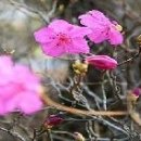 금골산 주유소