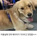 멍멍이 미용실 이미지