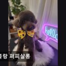 멍블랑 퍼피살롱 네이버블로그