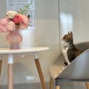 마음을 읽어주는 마음동물병원 이미지