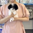 짱구 짱아 애견샵 네이버블로그