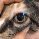 아리 동물병원 이미지