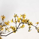 우리나라 특산식물...개나리(Korean Forsythia) 이미지