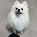 복이네도그살롱 | 복이네 도그살롱 방문후기❤️