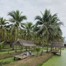 쏭바강 | 치앙마이 한달살기 16일차 코코넛마켓 국립도서관