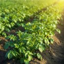 병기농장 이미지