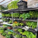 신흥종묘농약사 | [익산] 금마 신흥종묘농약사에서 모종 구매하기! 🌱