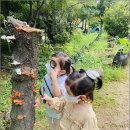 숲유치원 이미지