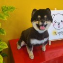 픽 앤 펫 애견 미용실 네이버블로그