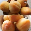 하모니 | 플럼코트 심포니 후기｜하모니와 크기·맛 차이 비교