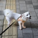 퍼플댕댕 | 쿨하네스 여름용 강아지 하네스 추천 펫줄앤코 여름 냉감 쿨 하네스 노터치 버클 사용 후기