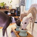 동그랑댕 이미지