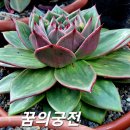 꿈의궁전 이미지