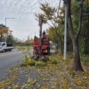 공단로가로수 이미지
