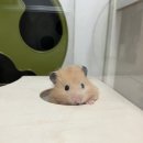 달빛 햄스터리 | 수원,일산햄스터 분양, 달빛햄스터리 후기💟