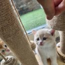 골든캣 골드브숏 골드먼치킨 평택전문점 이미지