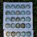 강원도 청계 농장 이미지