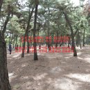 여자무관사주,남자무재사주-연애운,결혼운이나쁘다? 사주풀이잘하는곳,사주명리학교수가, 이미지