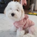 펫고고 이미지