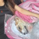 천도장례식장 | 🌙 [세종] 반려견 장례식 내돈내산 후기 | 펫포유 반려동물장례식장