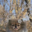 판교 P&P 동물병원 이미지