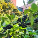 세일, 아로니아 사세요~~♡♡ 이미지