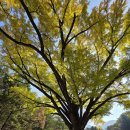 그늘막31 | [원주 캠핑장] 할로윈 캠핑하러 다시 찾은 산노리 캠핑장(&#39;25/10/31~11/2)