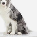 그린도그 이미지