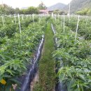 만리농장 이미지