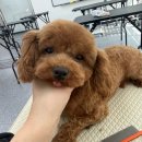 베스트강북애견미용학원 | 애견미용학원 고민 끝에 다녀온 MBC아카데미애견미용학원 방문 후기