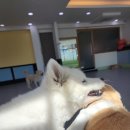 댕스럽개 이미지