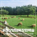 평새말목장2 | 남해양떼목장비교 해보니 남해상상양떼목장편백숲 압승이라 후딱 다녀옴
