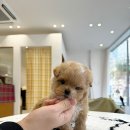 광주강아지분양 마마스미독 24시 광주봉선점 이미지