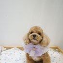 몽이애견 이미지