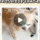 마이브라운