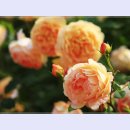 곡성-028 이미지