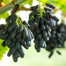 사파이어로 이미지