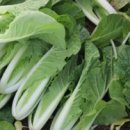 열무농장 이미지