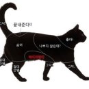 낄낄고양이 이미지