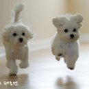 강아지세상 고양이세상 이미지