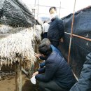 한일인삼 이미지